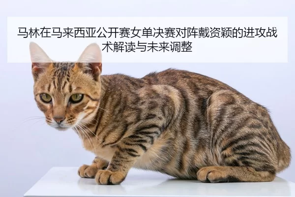 ma-lin-zai-ma-lai-xi-ya-gong-kai-sai-nv-dan-jue-sai-dui-zhen-dai-zi-ying-de-jin-gong-zhan-shu-jie-du-yu-wei-lai-tiao-2-695.jpg